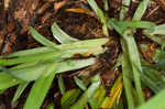 Broad looseflower sedge